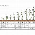 Winter Wheat Growth Stages