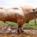 World Record Largest Animals
