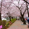 Yeouido Park Cherry Blossom