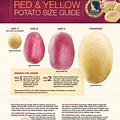 Yukon Gold Potato Size Chart