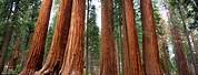 Sequoia National Parks