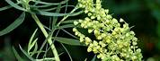 Artemisia Dracunculus Fleur