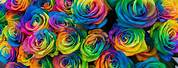 I Love You Rainbow Roses