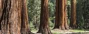 Sequoia Tree Grove