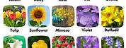 100 Different Types of Flowers