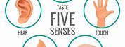 5 Senses Shown On Body