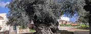 5000 Year Old Olive Tree