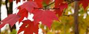 Acer Rubrum Red Maple Leaves