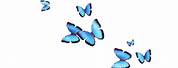 Aesthetic Butterfly No Background