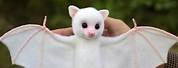 Albino Bat Babies