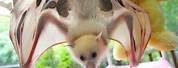 Albino Fruit Bat Being Cute