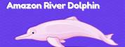 Amazon River Dolphin Drawing