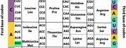 Amino Acid Code Table