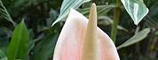 Amorphophallus Bulbifer Voodoo Lily