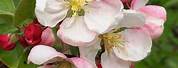Apple Blossom Flower Tree