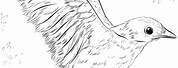 Baby Bird Coloring Pages Realistic