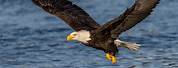 Bald Eagle Flying Side View