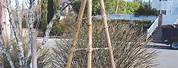 Bamboo Trellis with Rubber Tubing