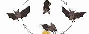 Bat Pollinators Life Cycle