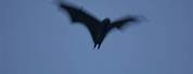 Bats Flying Motion Blur