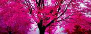 Beautiful Life in Pink HD Wallpaper
