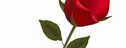 Bing Free Images of Red Rose Stem