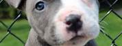 Blue Nose Pitbull Puppies White and Grey