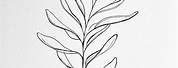 Botanical Leaf Line Drawings