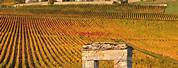 Bourgogne Vignoble