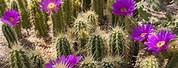 Cacti with Flowers Images