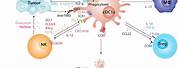 Cancer Immunotherapy Dendritic Cell