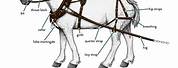 Carriage Driving Bridle Diagram