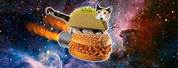 Cat Pizza Meme Desktop Wallpaper