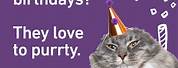 Cat Puns for Birthday