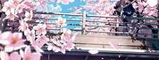 Cherry Blossom Wallpaper Anime Boy