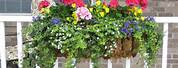 Container Flowers for Balconies