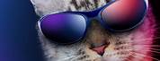 Cool Wallpapers Cat with Glasses