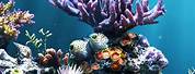 Coral Reef Fish Wallpaper iPhone