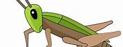 Cricket Bug Clip Art