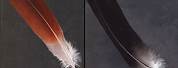 Crowned Crane Feather