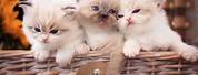 Cute Fluffy Kittens Wallpaper 4K