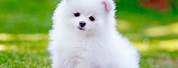 Cute White Pomeranian Puppy