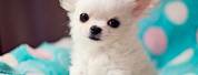 Cutest Chihuahua Puppies