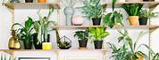 Decorating Your Home with Plants