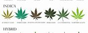 Different Cannabis Leaves