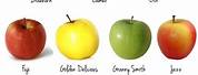 Different Color Apple's