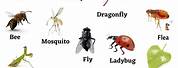 Different Types of Insects