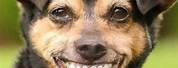 Dog Missing Teeth Meme