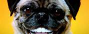 Dog Smiling with Human Teeth Meme