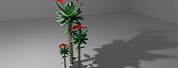 Euphorbia Milii 3D Max Free